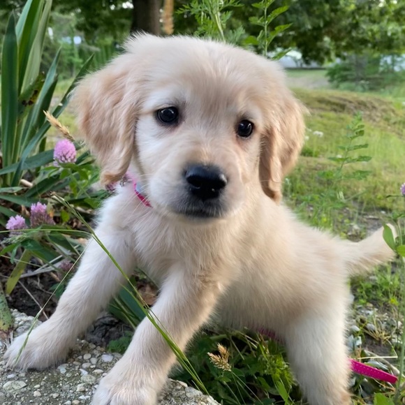 We Are PET FRIENDLY 🐶🐾 - Picture 2 of 6